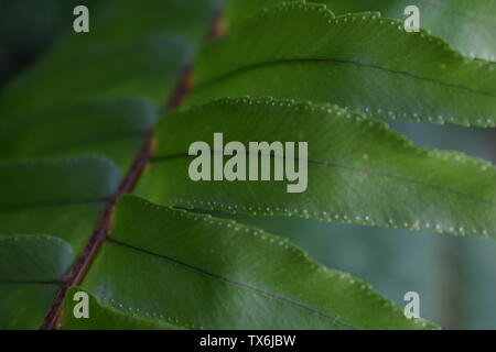 Makro Foto, Grün fern. Nahaufnahme der Sporen. Botanik Hintergrund Stockfoto