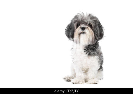 Niedlich, Schwarz, Weiß und Grau Bichon Havaneser dog sitting Gehorsam und Blick in die Kamera. Auf weissem Hintergrund Stockfoto