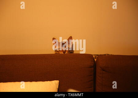 Katzen. Stockfoto