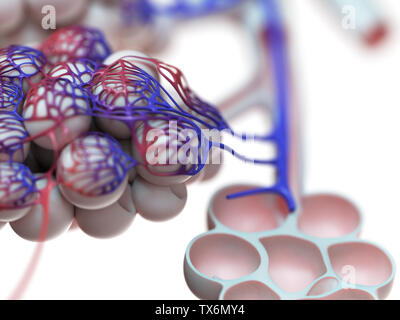 3D-Darstellung der menschlichen Lungenbläschen Stockfoto