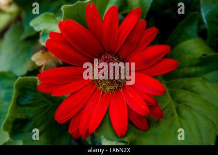 Rot-orange Gerbera Daisy im Sommer im Garten Stockfoto