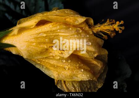 Ein helles Rosa Gerber Daisy im Garten Stockfoto