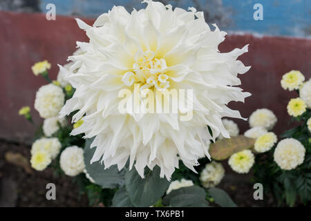 Weiß Guldavari Blume Pflanze, eine krautige Pflanzen. Es ist eine Sonne liebende Pflanze blüht im Frühjahr bis in den späten Sommer. Eine sehr populäre Blume für Stockfoto