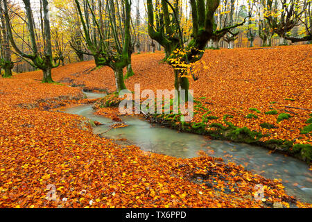 Europäische buche oder gemeinsamen Buchenwälder, Naturpark Gorbeia, Baskenland, Spanien, Europa Bosque de Hayas En otoño, Parque Natural del Gorbeia, Bi Stockfoto