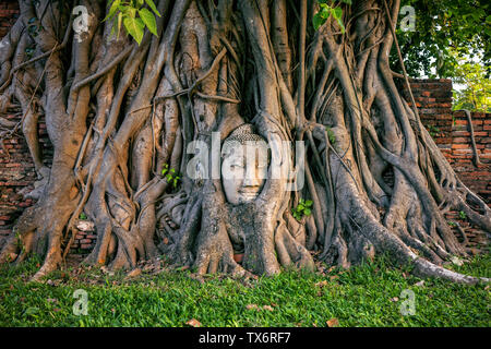 Buddha Kopf in Feigenbaum im Wat Mahathat, Ayutthaya Historical Park, Thailand. Stockfoto