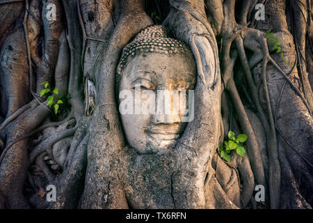 Buddha Kopf in Feigenbaum im Wat Mahathat, Ayutthaya Historical Park, Thailand. Stockfoto