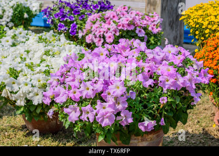 Aubrieta (Aubretia Brassicaceae) Blume Pflanze. Eine Sonne liebenden Evergreen und Mehrjährig Blumen mit kleinen violett, rosa oder weißen Blüten im zeitigen Frühjahr Stockfoto