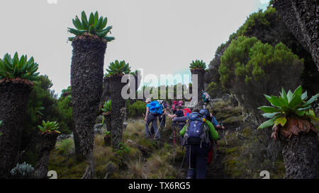 Mount Kilimanjaro/Tansania: 4. Januar 2016: Glut der Gruppe Expedition zum Mount Kilimanjaro Wanderung durch die hochalpine Wald auf dem Umbwe Route t Stockfoto