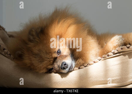 Ein pomeranian Hund liegend. Stockfoto