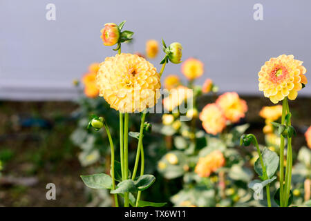 Tagetes (Tagetes erecta, mexikanische Ringelblume, Aztec Ringelblume, afrikanische Ringelblume) im Sommer blühende in einem Garten. Es ist eine Sonne liebende Pflanze blüht Ich Stockfoto