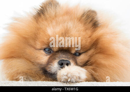 Closeup Portrait eines Deutschen Spitz, pomeranian Hund liegend. Stockfoto