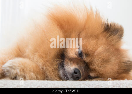 Spitz, pomeranian Hund, liegend. Stockfoto