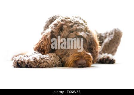 Ein 4 Jahre altes Braun männlichen Labradoodle auf dem Boden liegt. Stockfoto