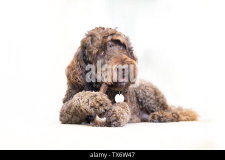 Ein 4 Jahre altes Braun männlichen labradoodle Kauen auf ein Geweih. Stockfoto