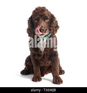 Cocker Spaniel hund Stockfoto