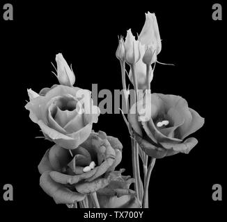 Isolierte monochrome lisianthus Blüten, Knospen, Stammzellen, schwarzer Hintergrund Stockfoto