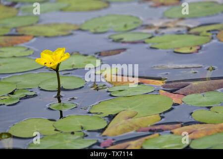 Single Sumpfdotterblume (Caltha palustris) in der Blüte auf die Tierwelt Teich Stockfoto