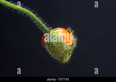 Isolierte Junge schlüpfen orange Island Mohn Makro, florale Kunst Stillleben, Blüte zu öffnen, Stammzellen, blau Papier Hintergrund, detaillierte Textur Stockfoto