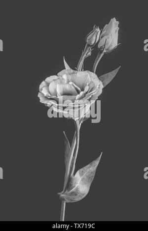 Isolierte retro monochrome lisianthus Blüte, Blüten, Stängel, grauer Hintergrund Stockfoto