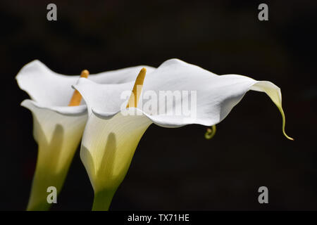 Weiße Calla Lilien auf einer festen Kugel Hintergrund Stockfoto