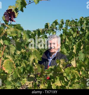 Der ehemalige italienische Ministerpräsident und Minister für auswärtige Angelegenheiten Massimo D'Alema in den Weinberg von seinem Anwesen "Cantina La Madeleine", wo er Wi produzieren Stockfoto