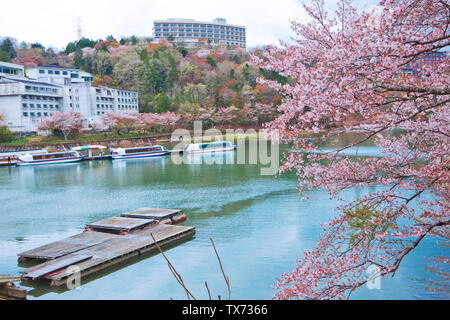 Sakura voller Blüte in Enakyosazanami Park, Präfektur Gifu, Japan Stockfoto