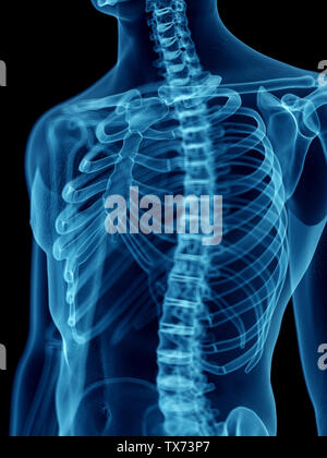 3D-gerenderte Medizinisch genaue Abbildung eines mans Skelett Thorax Stockfoto