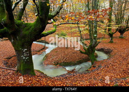 Europäische buche oder gemeinsamen Buchenwälder, Naturpark Gorbeia, Baskenland, Spanien, Europa Bosque de Hayas En otoño, Parque Natural del Gorbeia, Bi Stockfoto