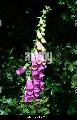 Blume Fingerhut in voller Blüte im Sommer in einem wilden Garten in Alsager Cheshire England Vereinigtes Königreich Großbritannien Stockfoto