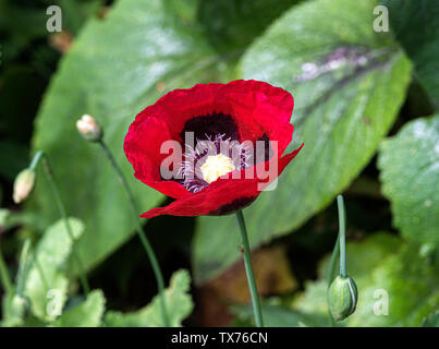 Ein schöner roter Mohn Blüte Blume in einem Garten in Alsager Cheshire England Vereinigtes Königreich Großbritannien Stockfoto