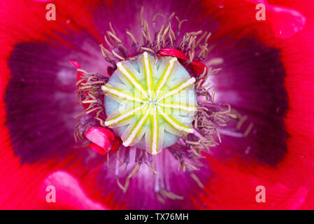 Eine Nahaufnahme von einem schönen roten Mohn Blüte Blume in einem Garten in Alsager Cheshire England Vereinigtes Königreich Großbritannien Stockfoto