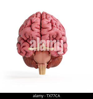 3D-gerenderte Medizinisch genaue Abbildung eines realistischen menschlichen Gehirn Stockfoto