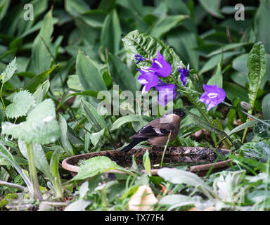 Eine weibliche Gimpel auf der Suche nach Nahrungsmitteln und Trinkwasser in einem Garten in Alsager Cheshire England Vereinigtes Königreich Großbritannien Stockfoto