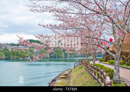 Sakura voller Blüte in Enakyosazanami Park, Präfektur Gifu, Japan Stockfoto