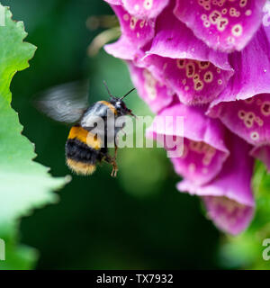 Eine große Buff-Tailed Hummel fliegen in der Luft zu einer Blume Fingerhut Kopf auf der Suche nach Nektar in einem Garten in Alsager Cheshire ngland UK Stockfoto