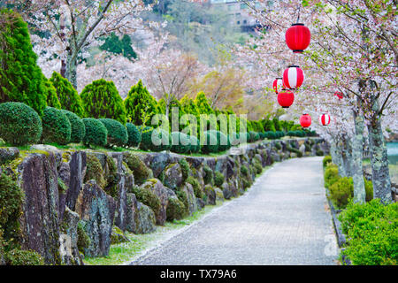 Sakura voller Blüte in Enakyosazanami Park, Präfektur Gifu, Japan Stockfoto