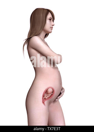 3D-gerenderte Medizinisch genaue Darstellung einer schwangeren Frauen Woche 22. Stockfoto