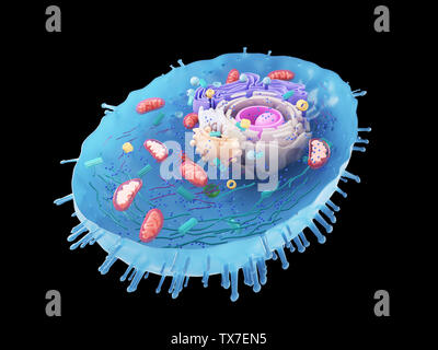 Gerenderten 3D-Bild einer menschlichen Zelle Querschnitt Stockfoto