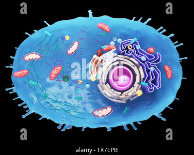 Gerenderten 3D-Bild einer menschlichen Zelle Querschnitt Stockfoto