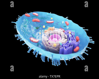Gerenderten 3D-Bild einer menschlichen Zelle Querschnitt Stockfoto
