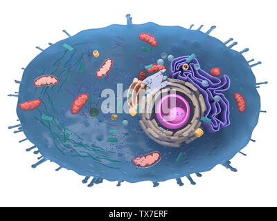 Gerenderten 3D-Bild einer menschlichen Zelle Querschnitt Stockfoto