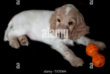 Cute Puppy English Cocker Spaniel Stockfoto