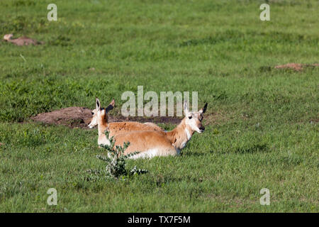 Zwei Antilopen geniessen Sie den Nachmittag Sonnenschein in der Grasbewachsenen Prärie der Custer State Park mit präriehunden im Hintergrund. Stockfoto