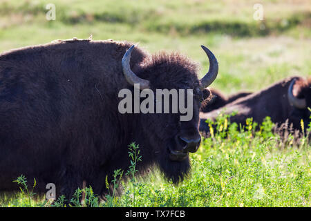 Ein Amerikanischer bison Kaut auf Wildblumen am Nachmittag Sonnenschein im Custer State Park in South Dakota. Stockfoto