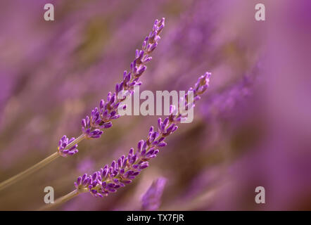 Zwei Zweige Lavendel auf einem violetten bokeh Hintergrund Stockfoto