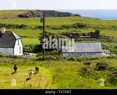 3 Esel in einem Feld neben einem Ferienhaus Stockfoto