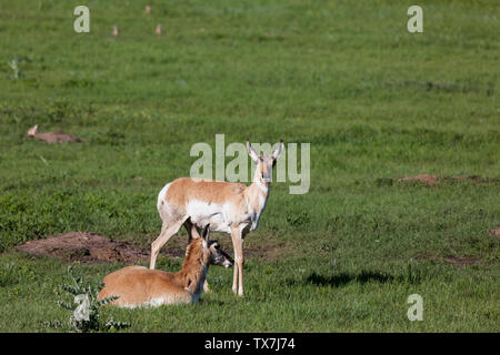 Zwei Antilopen geniessen Sie den Nachmittag Sonnenschein in der Grasbewachsenen Prärie der Custer State Park mit präriehunden im Hintergrund. Stockfoto