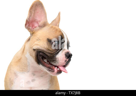 Portrait von niedlichen Französische Bulldogge auf weißem Hintergrund, Pet und Tier Konzept isoliert Stockfoto