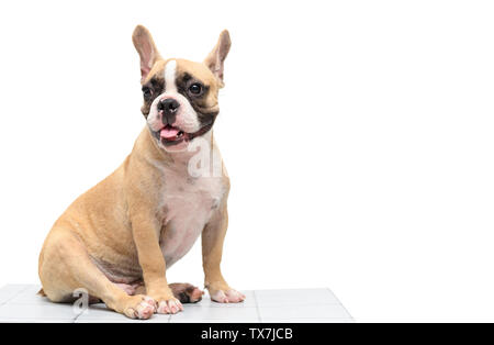 Süße französische Bulldogge sitzen am Tisch auf weißem Hintergrund, Pet und Tier Konzept isoliert Stockfoto