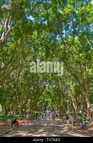 Hyde Park, Sydney, New South Wales, Australien Stockfoto